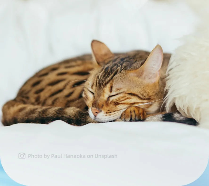 Grooming Clippers & LED Light LCD Display 18mm Wide Blade for Pet